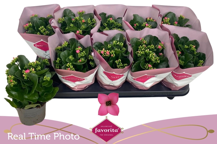 KAL EN BEL ROSA PINK