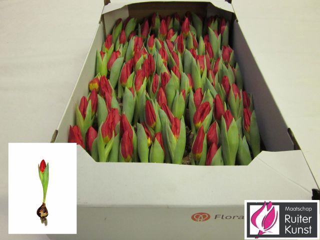 <h4>TU BRILLIANT STAR</h4>