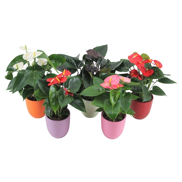 <h4>Anthurium Flamingomix 12cm met keramieken pot</h4>