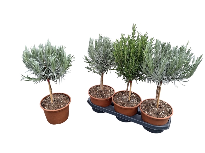 <h4>TUINKRUIDEN GEM</h4>