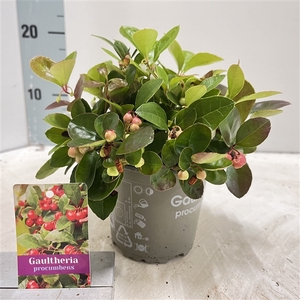 Gaultheria procumbens