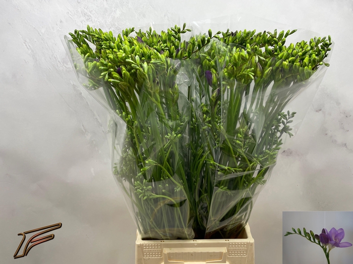 <h4>FR EN DELTA RIVER</h4>