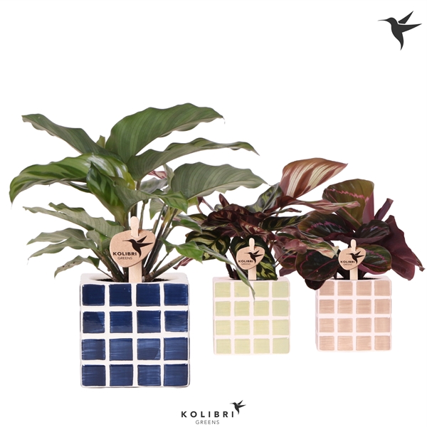 <h4>Kolibri Greens Calathea mix in Mosa pot blue mix</h4>