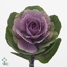 <h4>Brassica Pink Crane</h4>