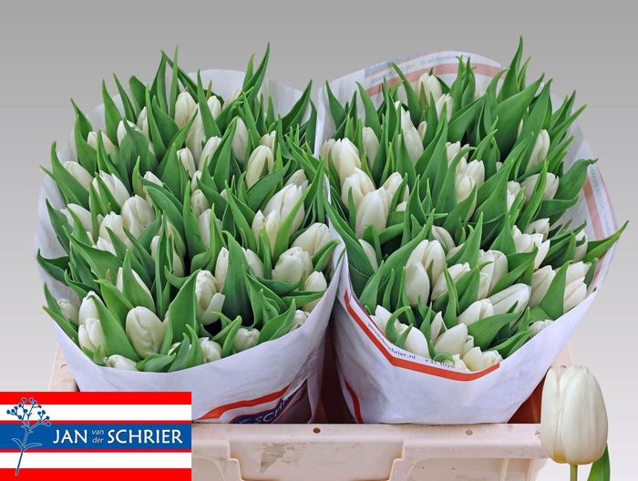 <h4>TU EN WHITE PRINCE</h4>