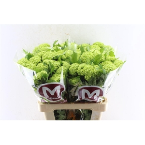 Viburnum Roseum 60cm 4 Bal