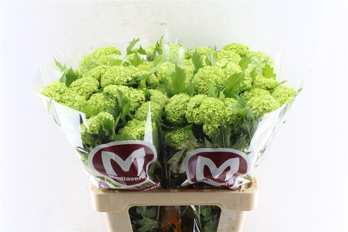 <h4>Viburnum Roseum 60cm 4 Bal</h4>