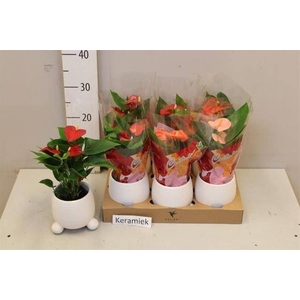 ARR ANTHURIUM