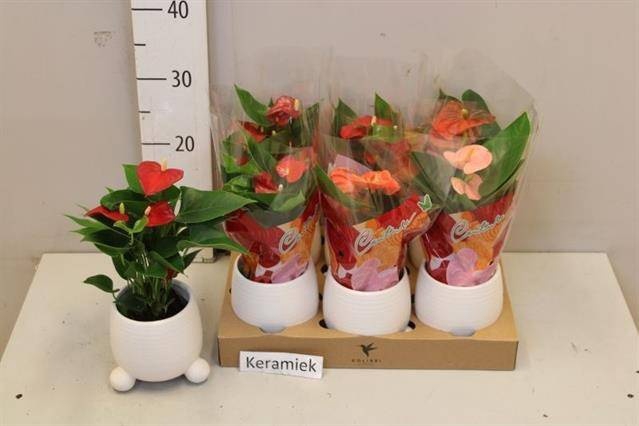 <h4>ARR ANTHURIUM</h4>