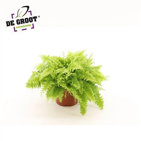 <h4>Nephrolepis Exaltata 'boston Blue Bell'</h4>