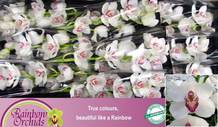 <h4>CYMB T VANITY</h4>