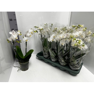Phalaenopsis MF white 12Ø 50cm 2st 22fl
