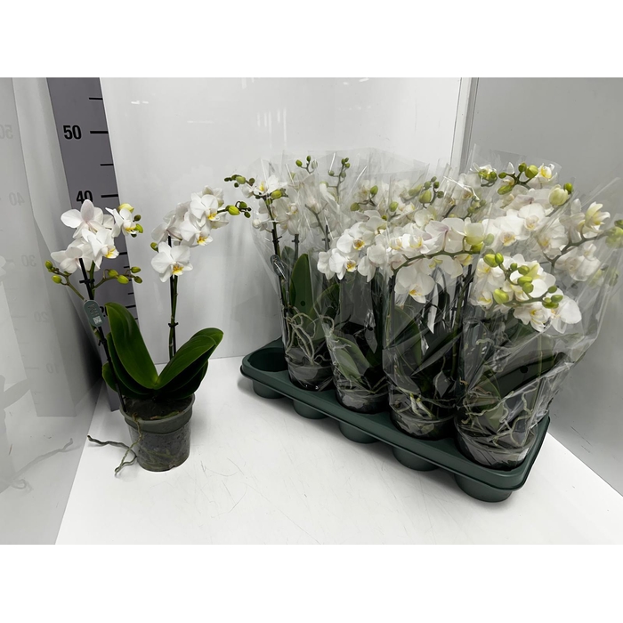 <h4>Phalaenopsis MF white 12Ø 50cm 2st 22fl</h4>