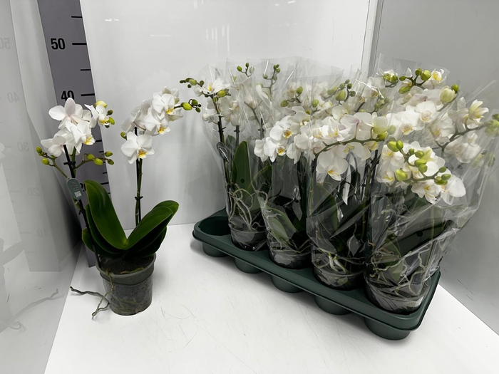 Phalaenopsis MF white 12Ø 50cm 2st 22fl