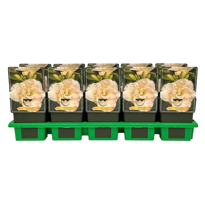 <h4>Hemerocallis</h4>