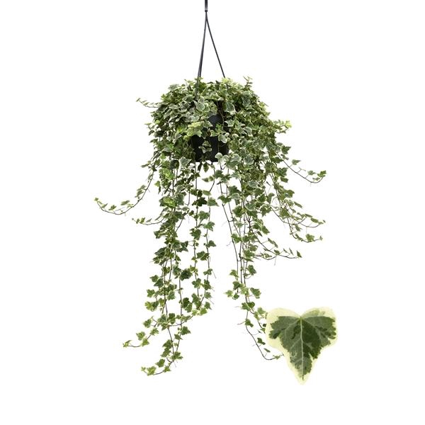 <h4>Hedera helix 'White Wonder'</h4>