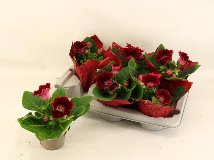 <h4>SINN AVANTI SCARLET</h4>