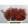 Rozenbottel Autumn Rosefruits