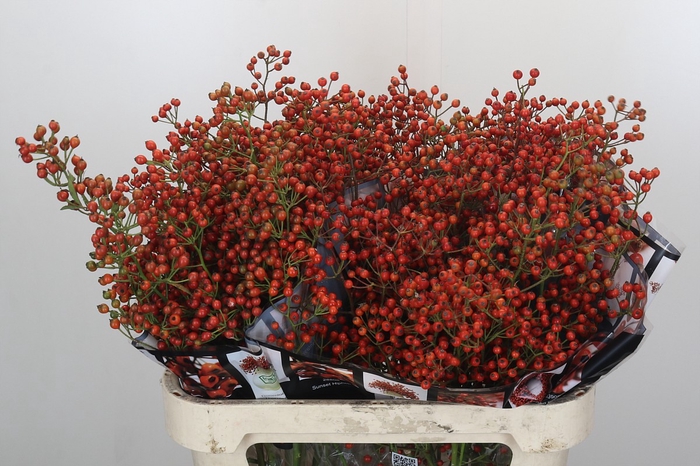 Rozenbottel Autumn Rosefruits