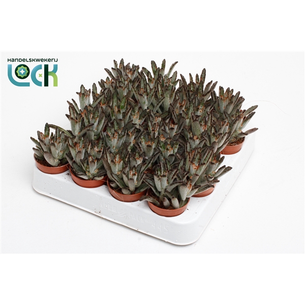 <h4>Kalanchoë Tomentosa Dark tanz</h4>