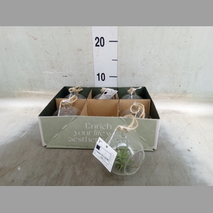 Arr.  Tillandsia L%