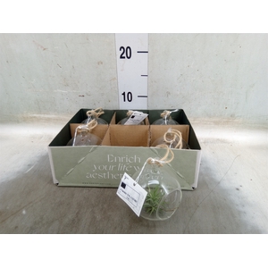 Arr.  Tillandsia L%