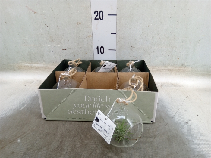 <h4>Arr.  Tillandsia L%</h4>