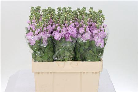 <h4>Matth Mathilda Pink</h4>