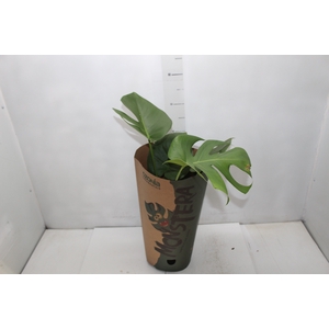 MONSTERA DELICIOSA P17