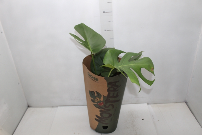 <h4>MONSTERA DELICIOSA P17</h4>