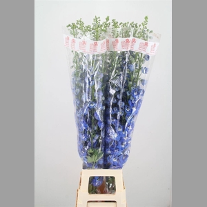 Delph Du Aurora Blue