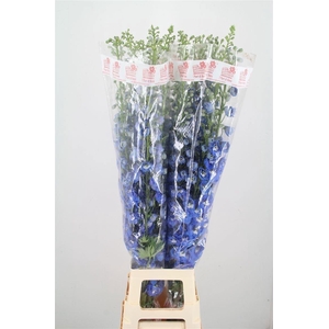 Delph Du Aurora Blue