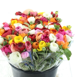 Ran El Mix In Bunch Extra