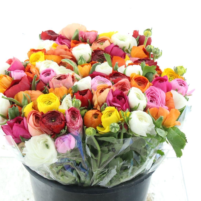 <h4>Ran El Mix In Bunch Extra</h4>