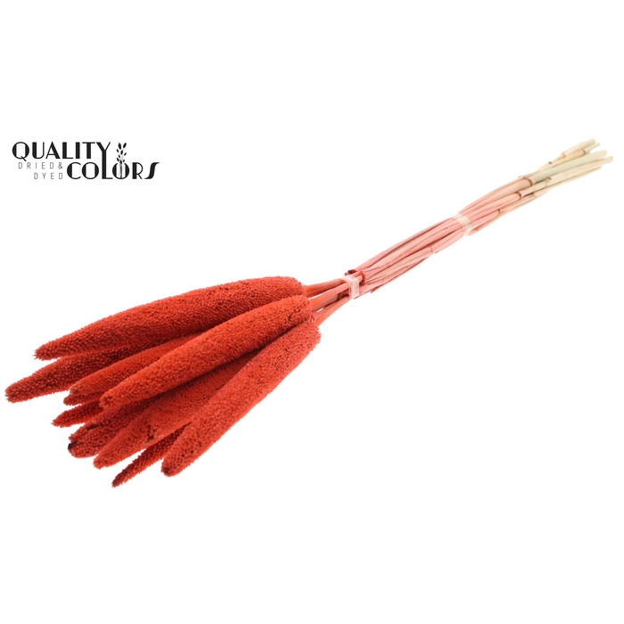 <h4>Babala on natural stem Coral</h4>