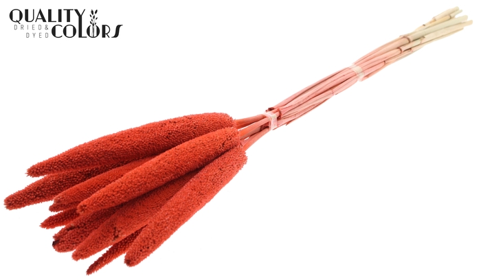 Babala on natural stem Coral