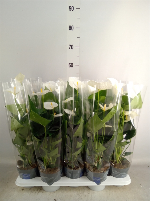 <h4>Anthurium  'Karma White'</h4>