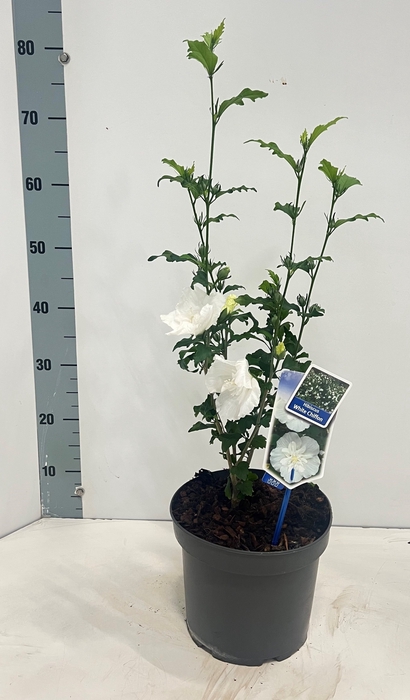<h4>HIBISCUS SYR WH CHIF</h4>