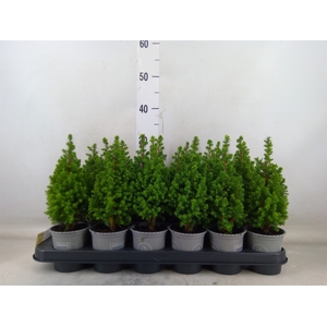 Chamaecyparis thyo. 'Spitsbergen'