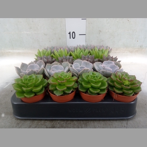Echeveria   ...mix