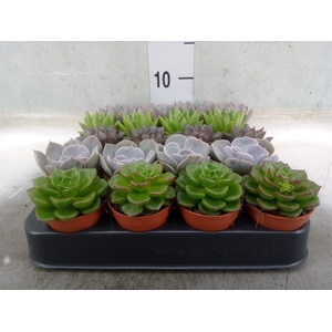 Echeveria   ...mix