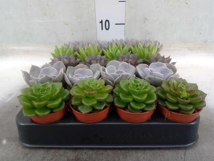 <h4>Echeveria   ...mix</h4>