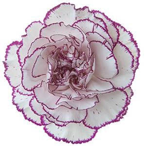 Dianthus st damascus