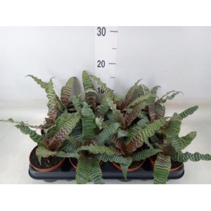 Cryptanthus zonatus