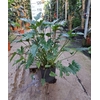 Philodendron Xanadu