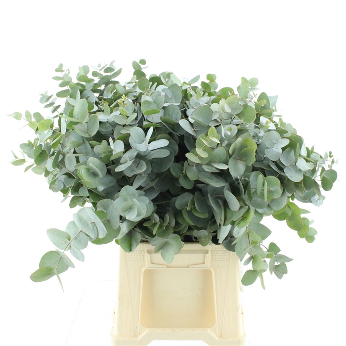 <h4>Euca Cinerea P Stem 50cm South Africa</h4>