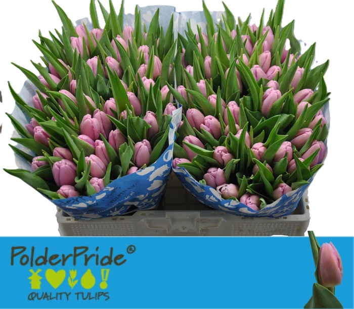 <h4>TU EN ARGOS</h4>