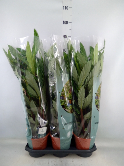 <h4>Calathea rufibarba 'Miroscha'</h4>