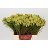 Kaaps Groen Berzelia Yellow