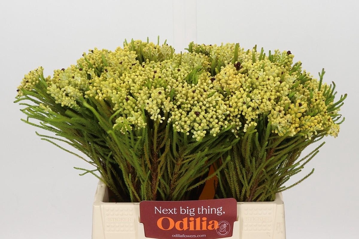 Kaaps Groen Berzelia Yellow